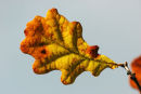 06-0552 Sessile Oak (Quercus Petrae) Leaf in Autumn Colours